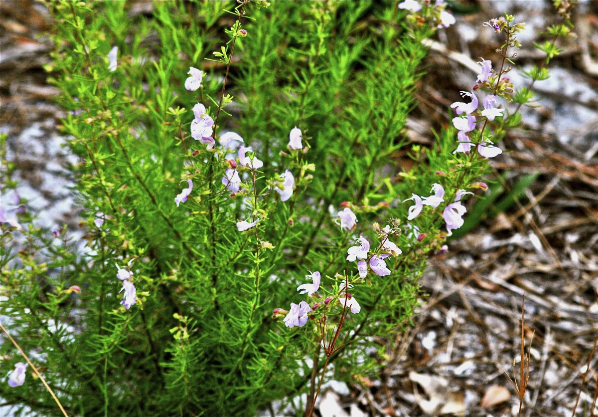 LargeFlowered Rosemary